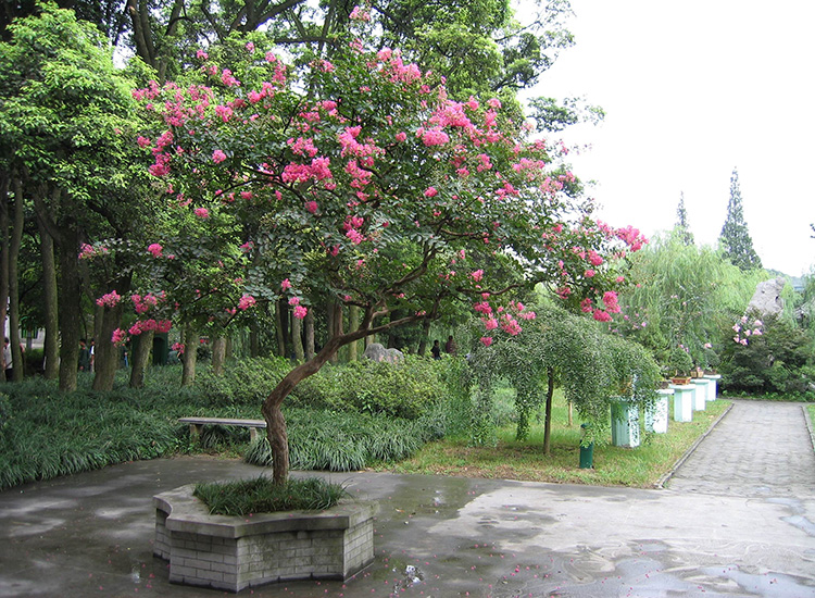 道路景觀——觀桿植物