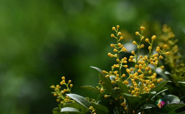 私家花園植物如何配置方法及家庭養花技巧?