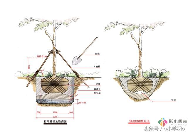 園林景觀工程之亞喬木及灌木種植技術(shù)及要點