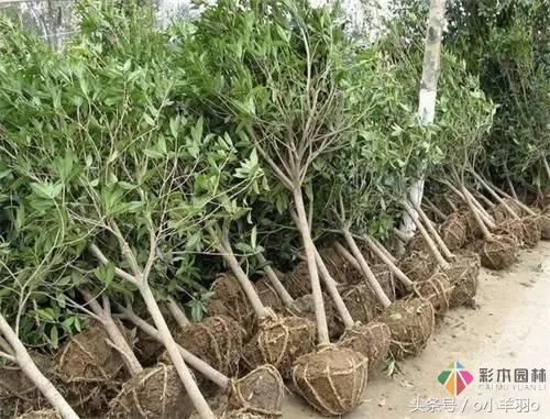 園林景觀工程之亞喬木及灌木種植技術(shù)及要點
