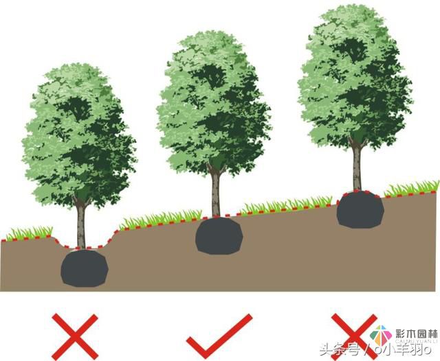 園林景觀工程之亞喬木及灌木種植技術(shù)及要點