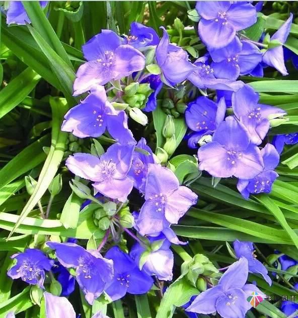 重慶72種常見私家花園綠化植物有哪些?