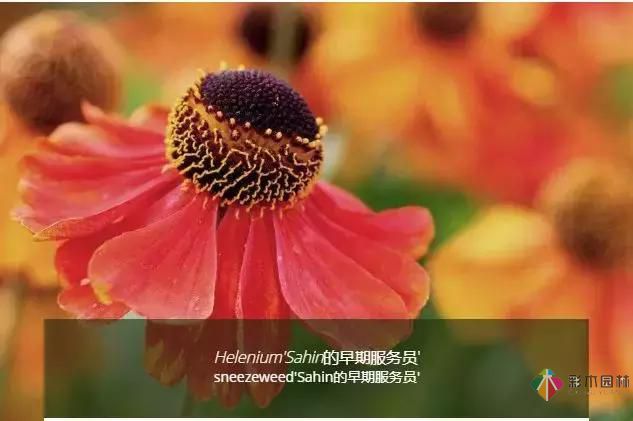 誘人的花園設計，欲罷不能！