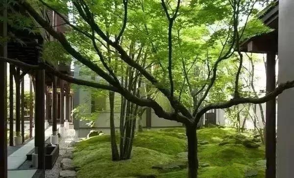 花園設(shè)計,苔造園也是一道美景!