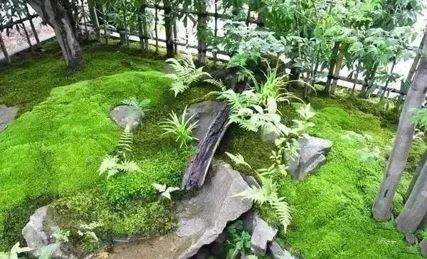 花園設(shè)計,苔造園也是一道美景!