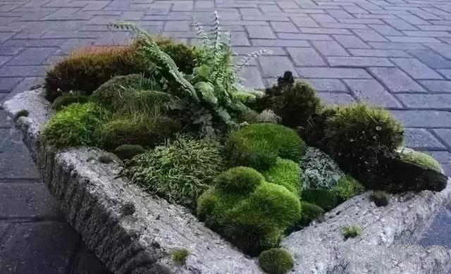 花園設(shè)計,苔造園也是一道美景!