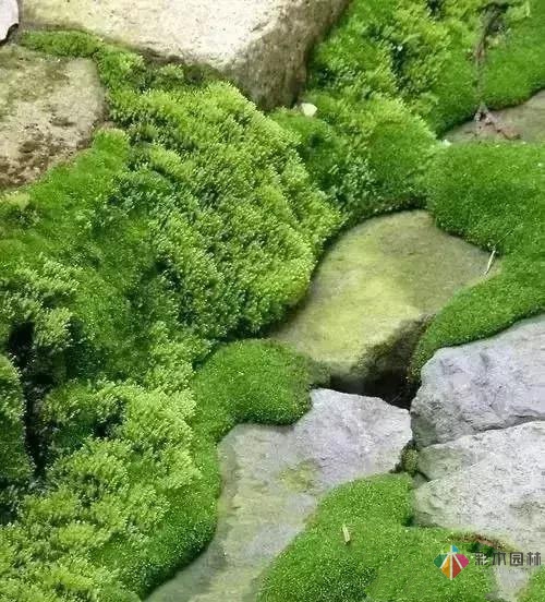 花園設(shè)計,苔造園也是一道美景!