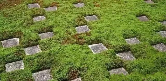花園設(shè)計,苔造園也是一道美景!