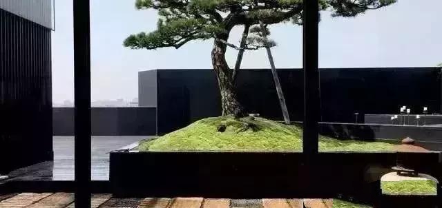 花園設(shè)計,苔造園也是一道美景!
