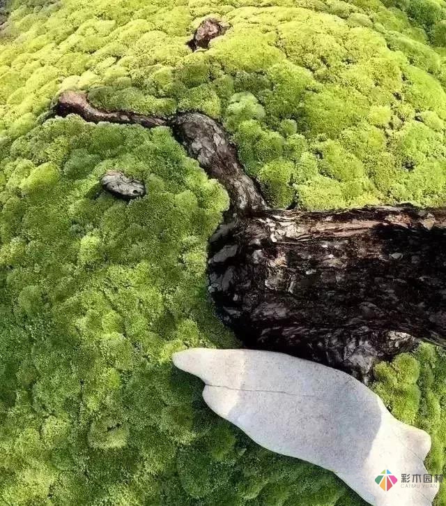 花園設(shè)計,苔造園也是一道美景!