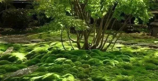 花園設(shè)計,苔造園也是一道美景!