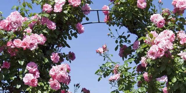 花園設(shè)計之農(nóng)舍花園設(shè)計技巧