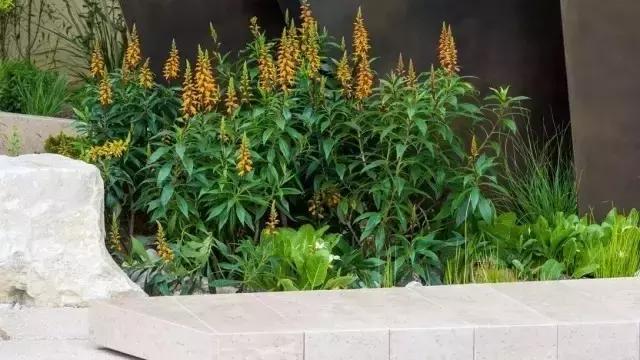 花園庭院設計中植物該怎么設計?