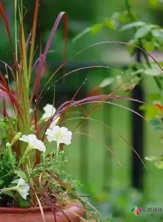 百搭的私家花園設(shè)計風(fēng)格總結(jié)經(jīng)驗營造您的小花園