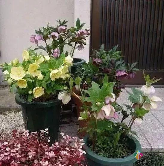 百搭的私家花園設(shè)計風(fēng)格總結(jié)經(jīng)驗營造您的小花園