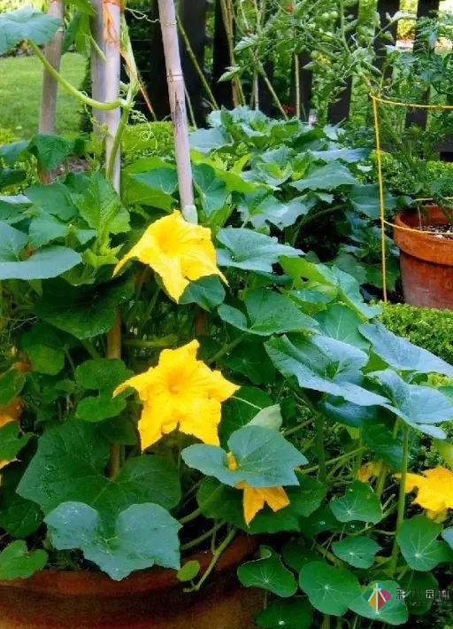 15個(gè)容器蔬菜花園設(shè)計(jì)看得我真的好想要!