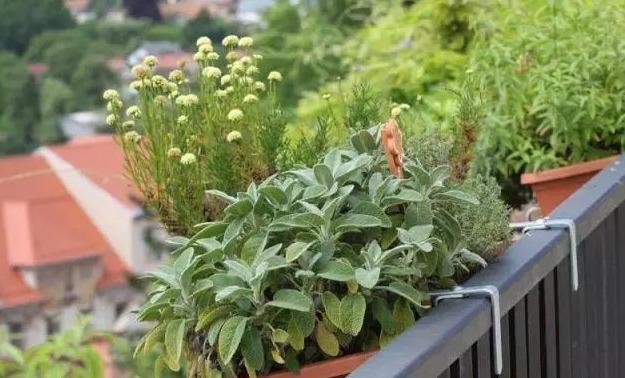15個(gè)容器蔬菜花園設(shè)計(jì)看得我真的好想要!