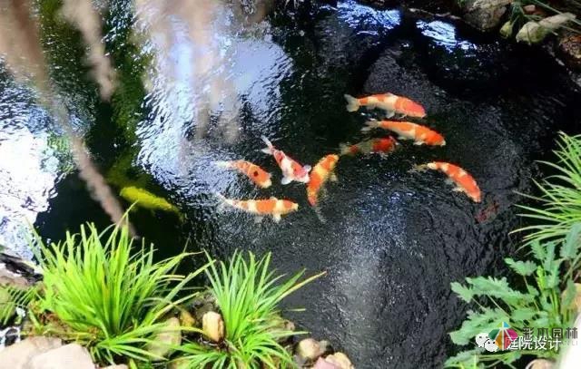 花園水景設計和養(yǎng)護要點基本的都在這里了!