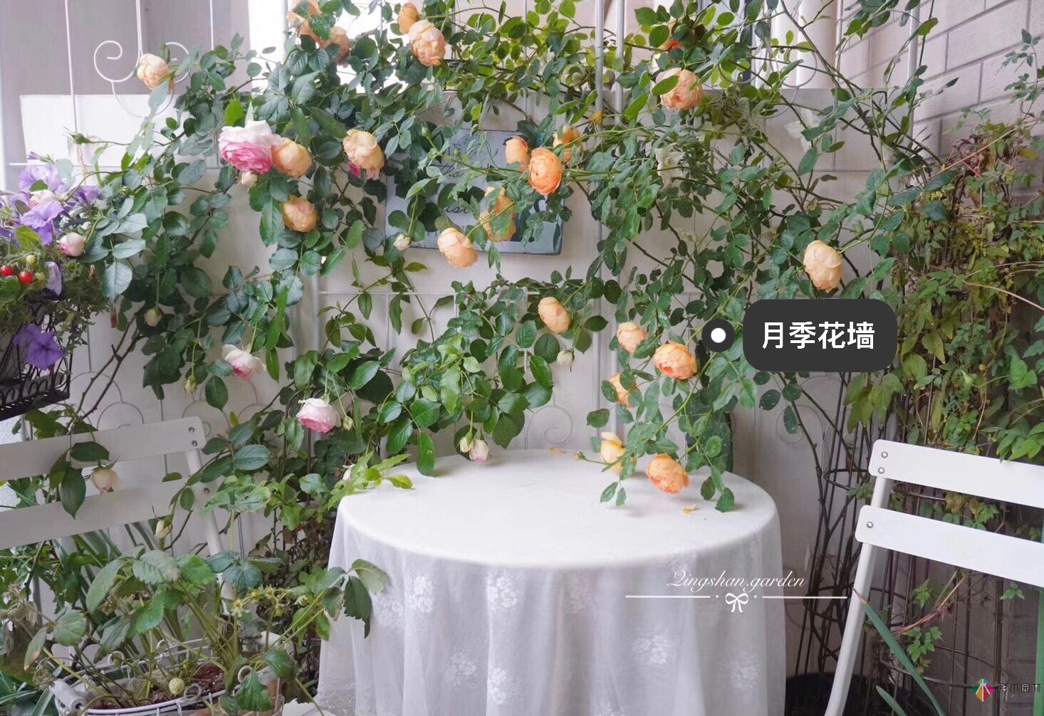 4㎡陽(yáng)臺(tái)花園改造，輕松打造背景花墻，享受種花樂趣。
