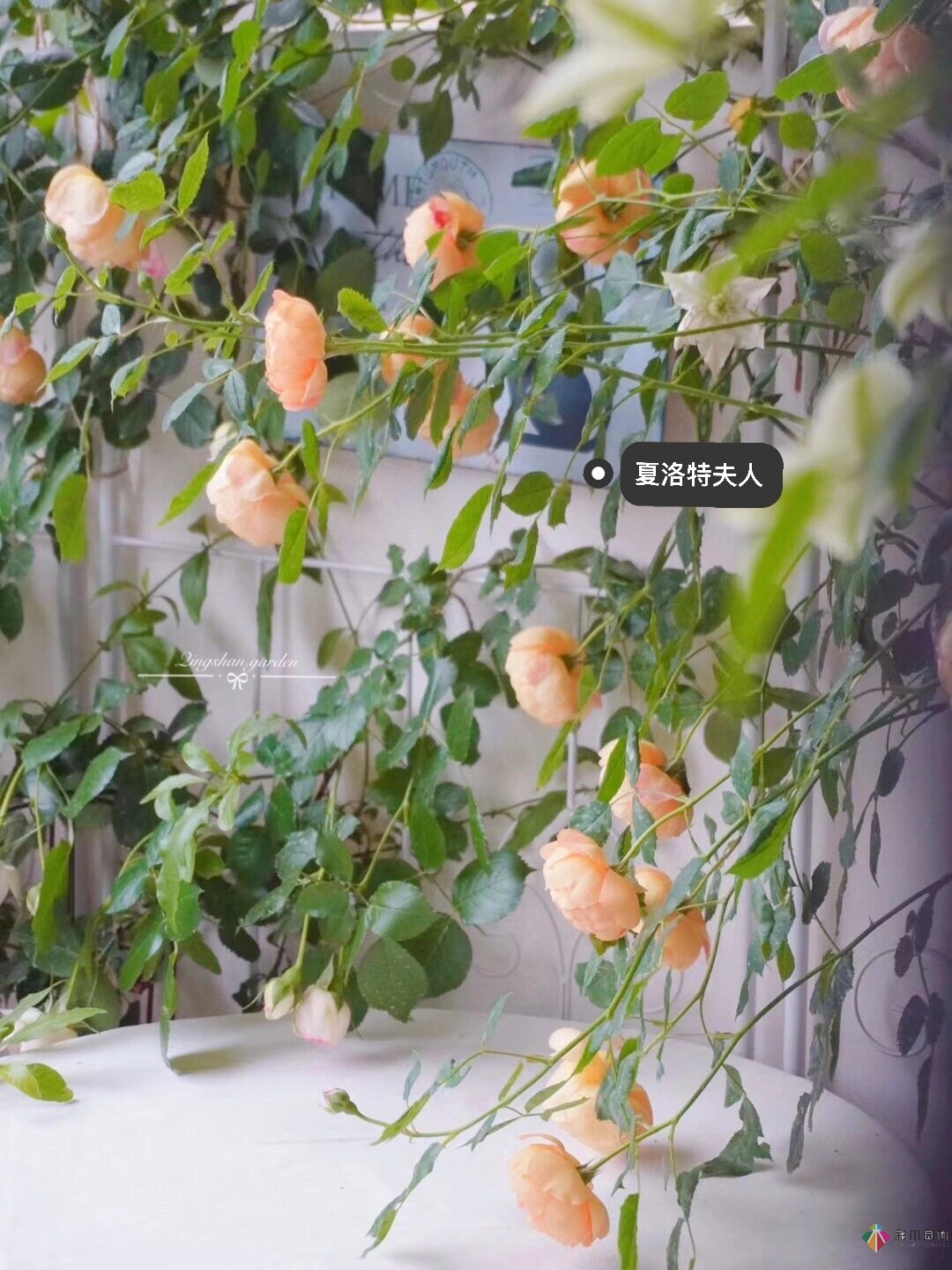 4㎡陽(yáng)臺(tái)花園改造，輕松打造背景花墻，享受種花樂趣。