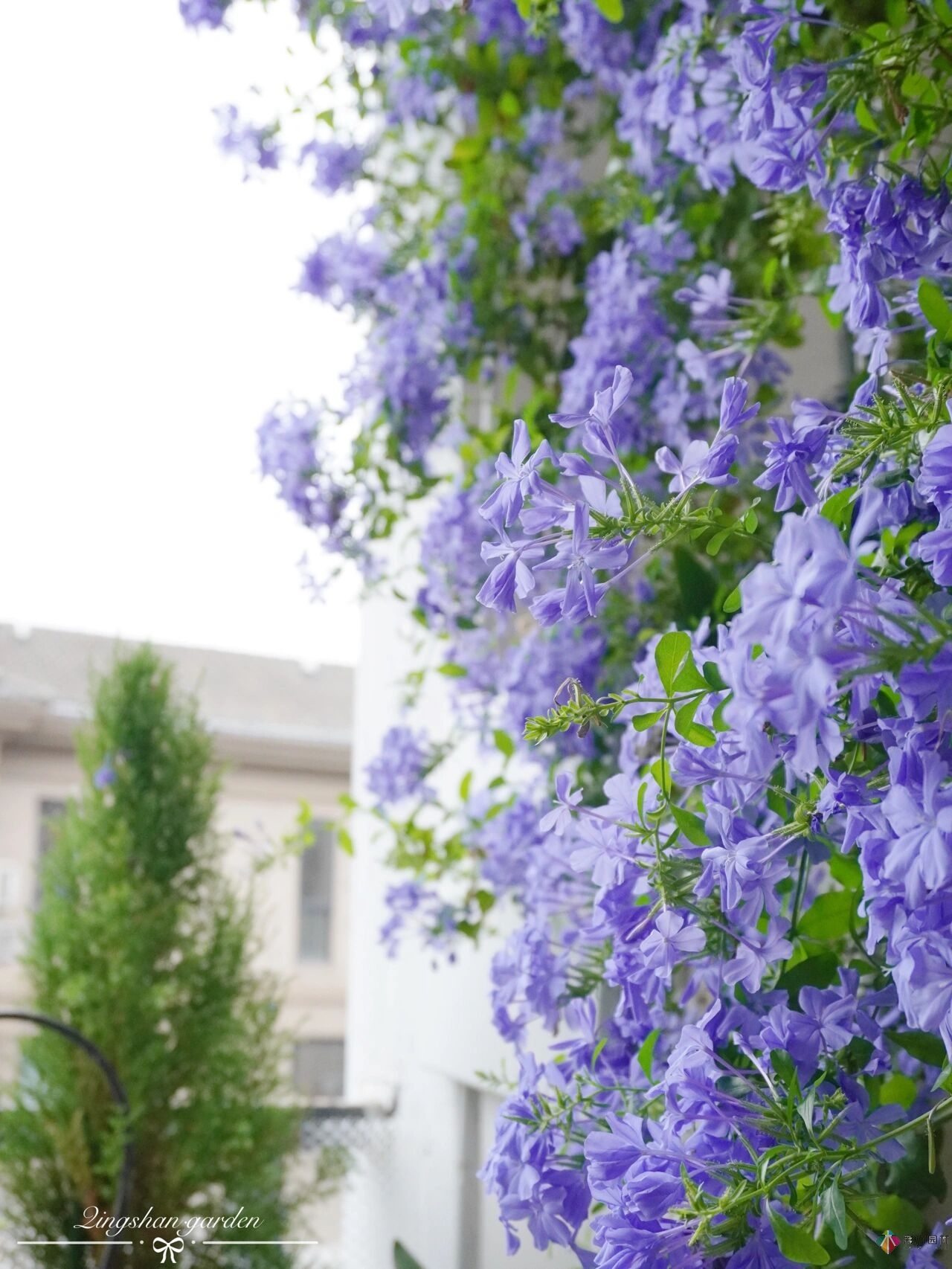 4㎡陽(yáng)臺(tái)花園改造，輕松打造背景花墻，享受種花樂趣。