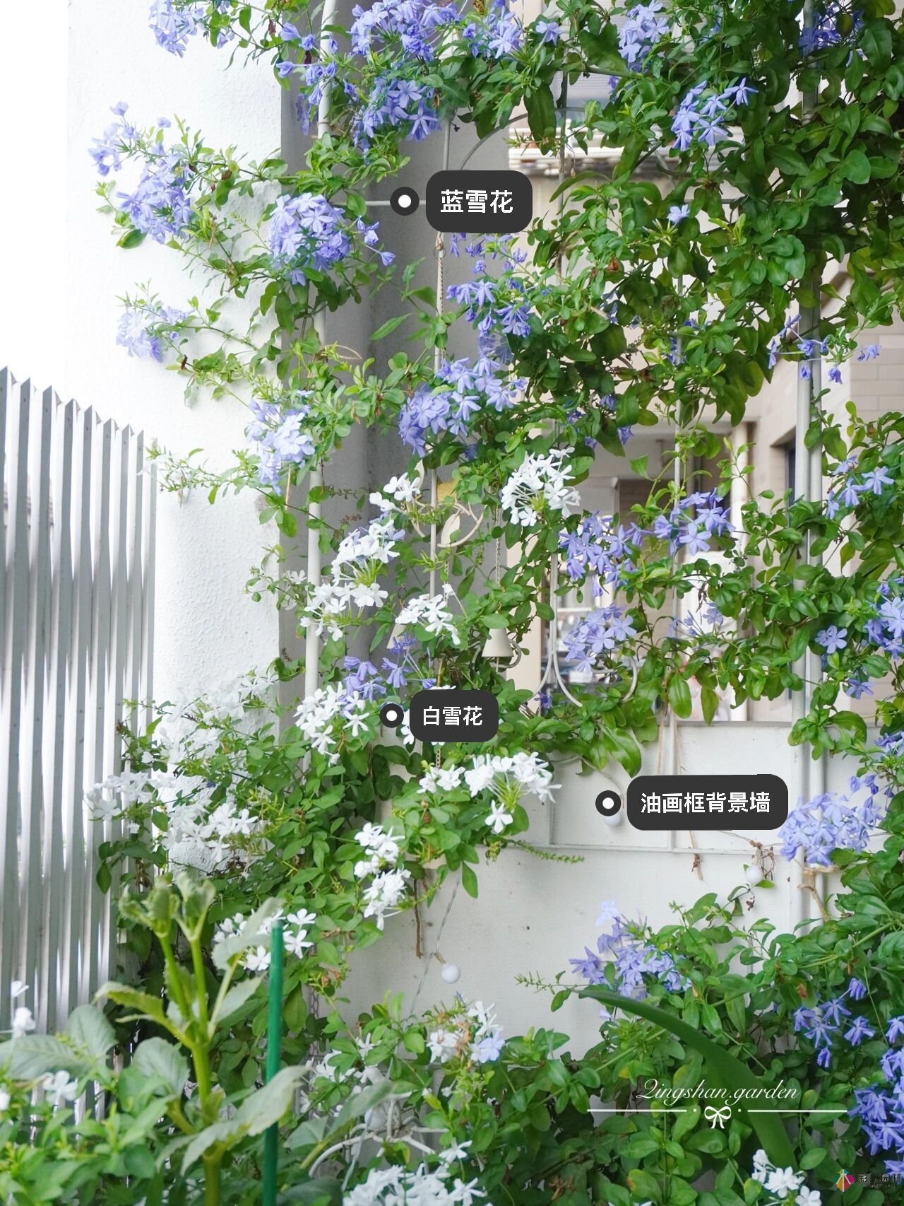 4㎡陽(yáng)臺(tái)花園改造，輕松打造背景花墻，享受種花樂趣。
