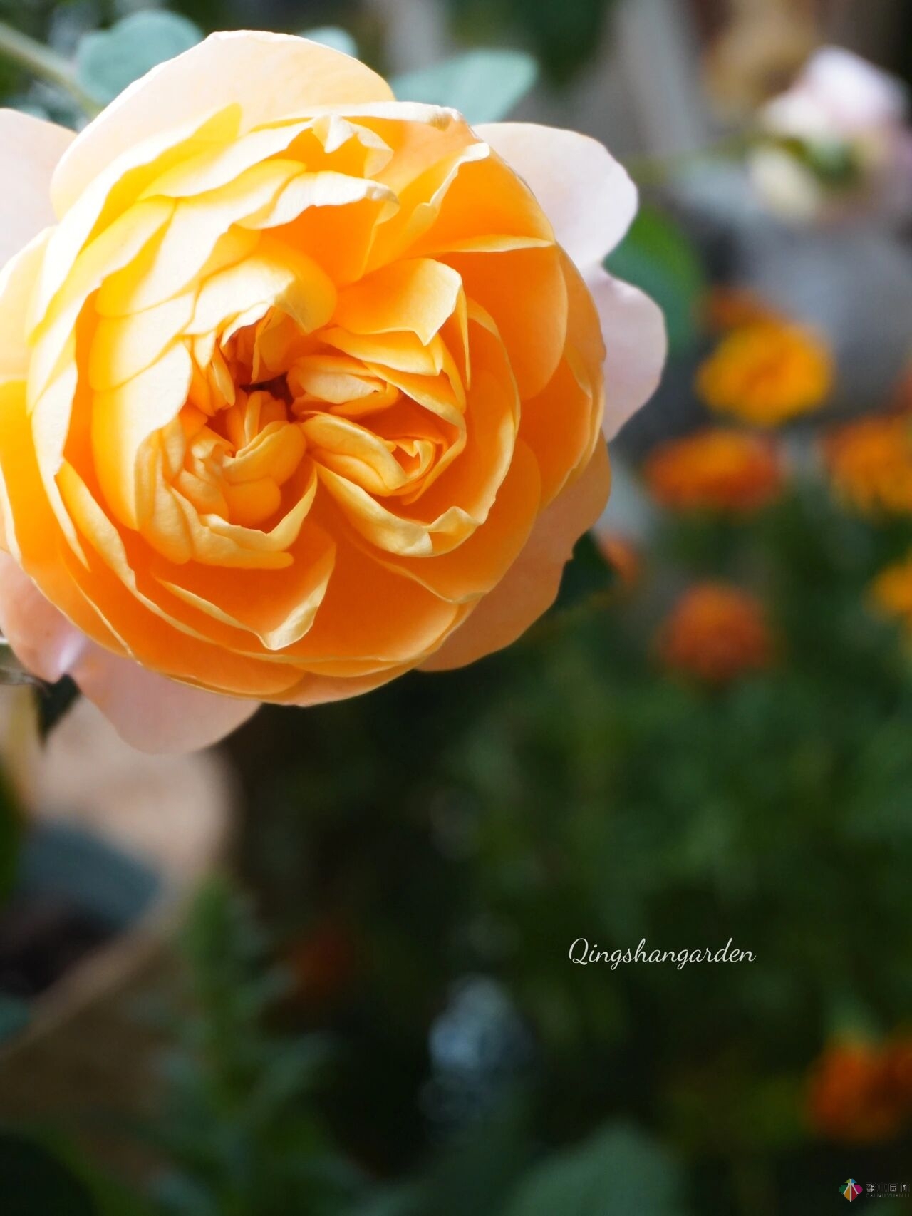 4㎡陽(yáng)臺(tái)花園改造，輕松打造背景花墻，享受種花樂趣。