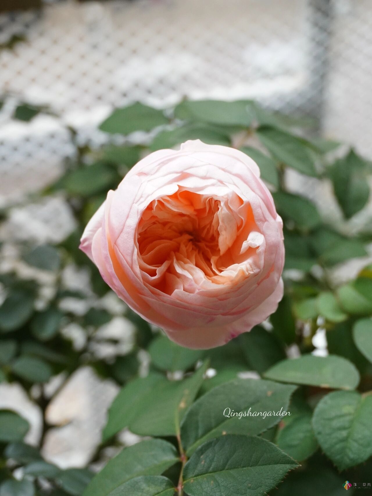 4㎡陽(yáng)臺(tái)花園改造，輕松打造背景花墻，享受種花樂趣。