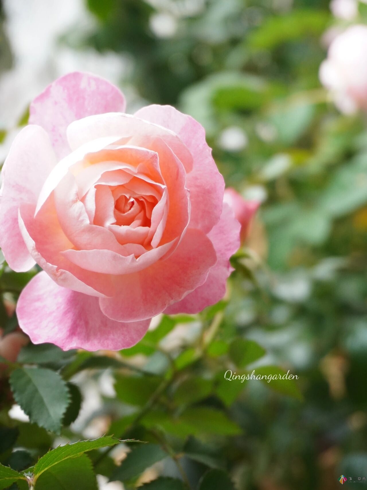 4㎡陽(yáng)臺(tái)花園改造，輕松打造背景花墻，享受種花樂趣。