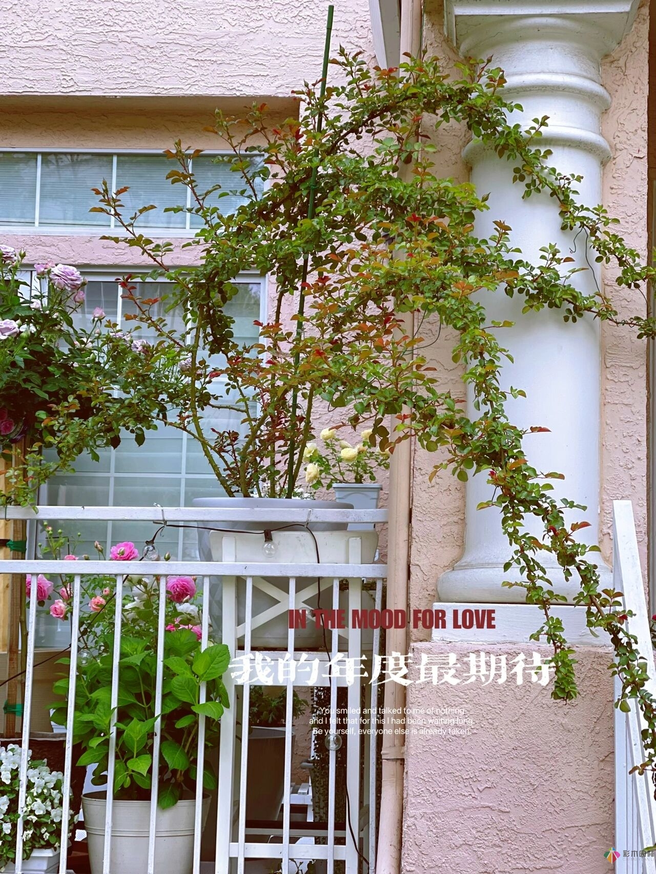 80㎡迷你陽臺，小療系花園，70盆花，美不勝收。