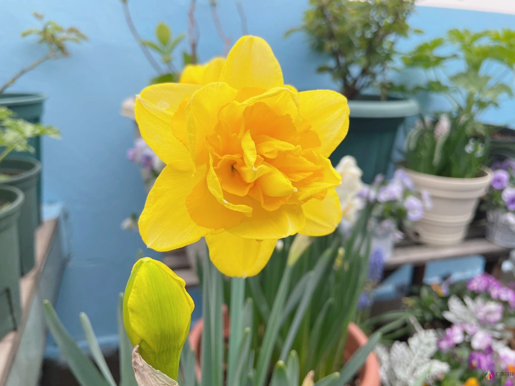 30㎡復式露臺，種花種草打造“sky 花園”，折騰了一年多，