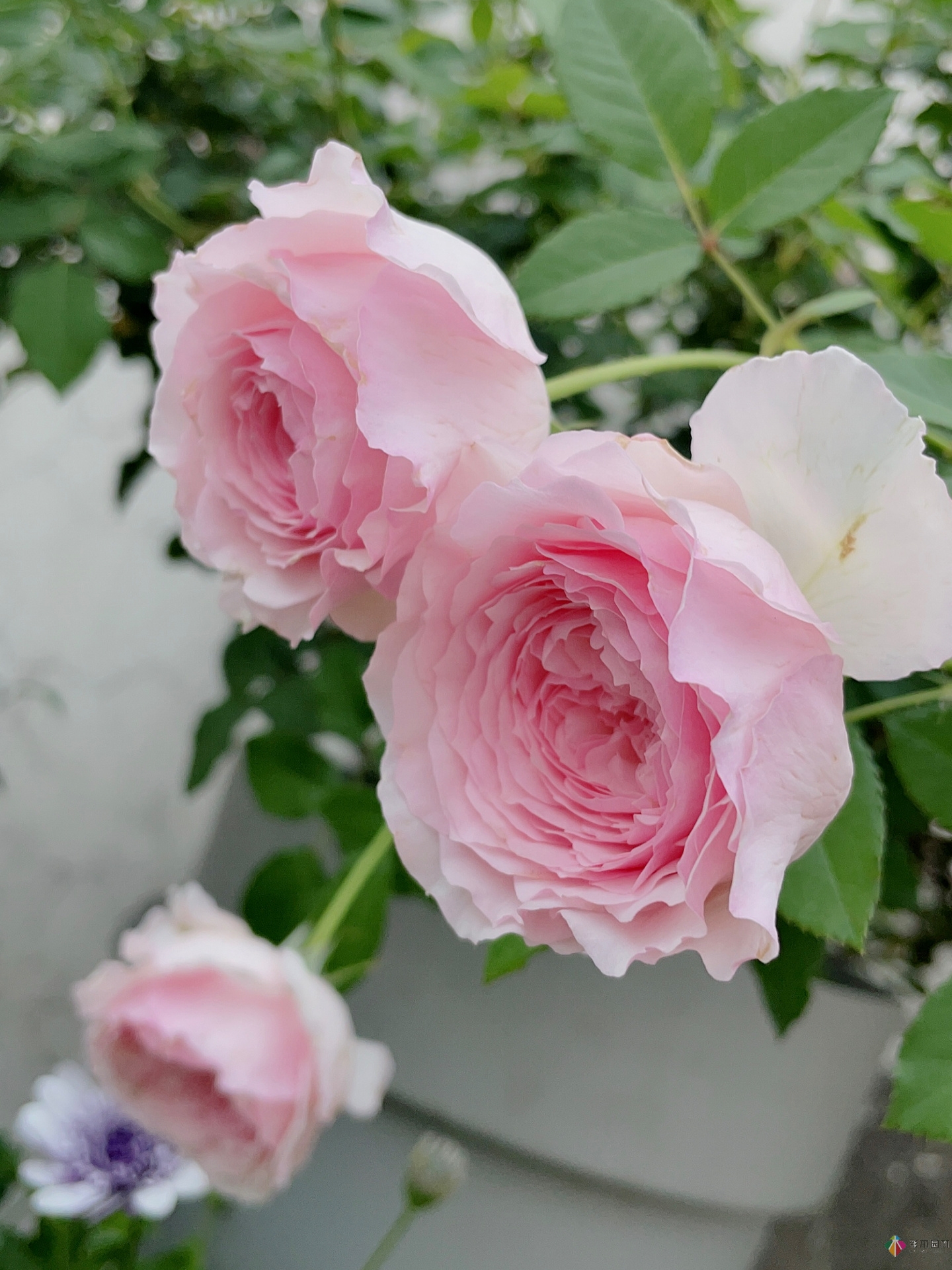 30㎡復式露臺，種花種草打造“sky 花園”，折騰了一年多，