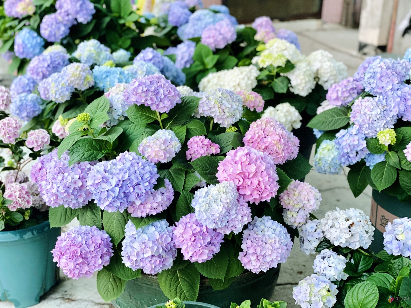 30㎡復式露臺，種花種草打造“sky 花園”，折騰了一年多，