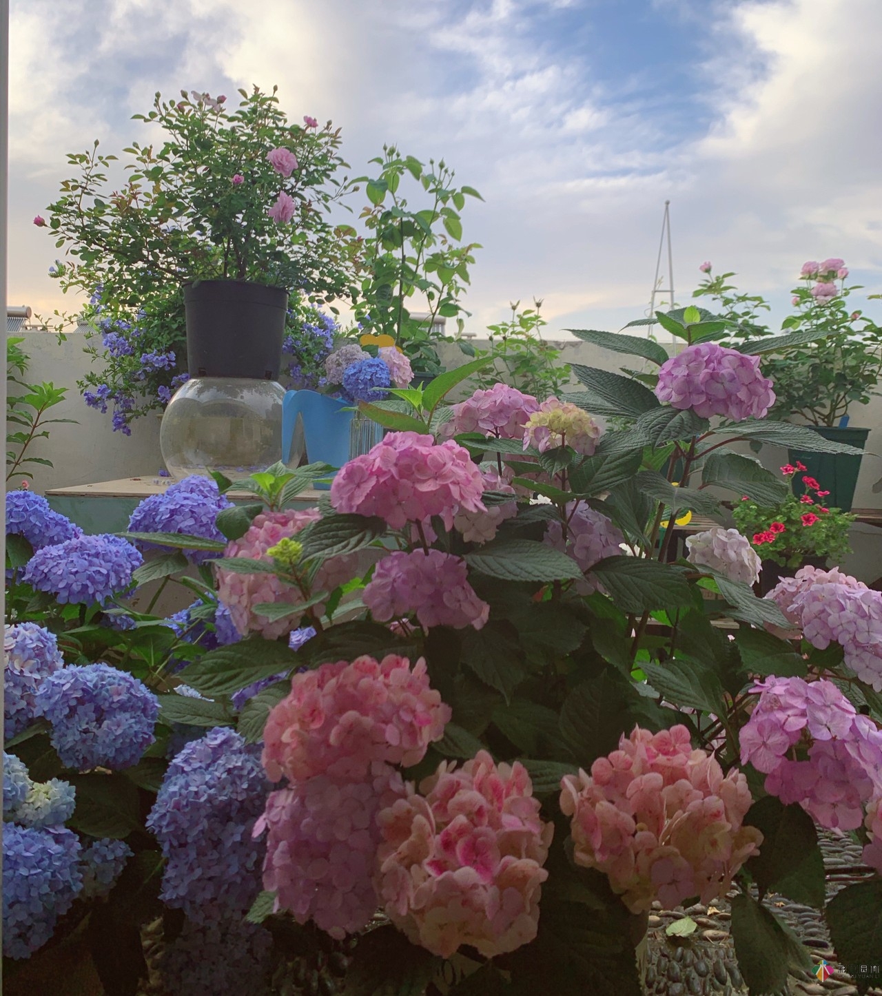 30㎡復式露臺，種花種草打造“sky 花園”，折騰了一年多，