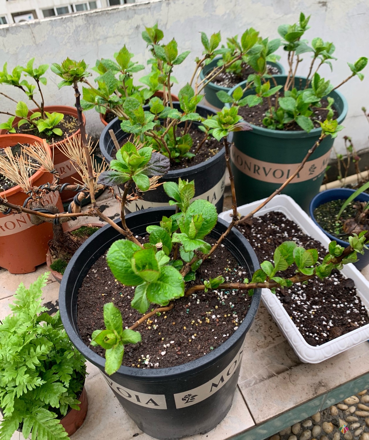 30㎡復式露臺，種花種草打造“sky 花園”，折騰了一年多，