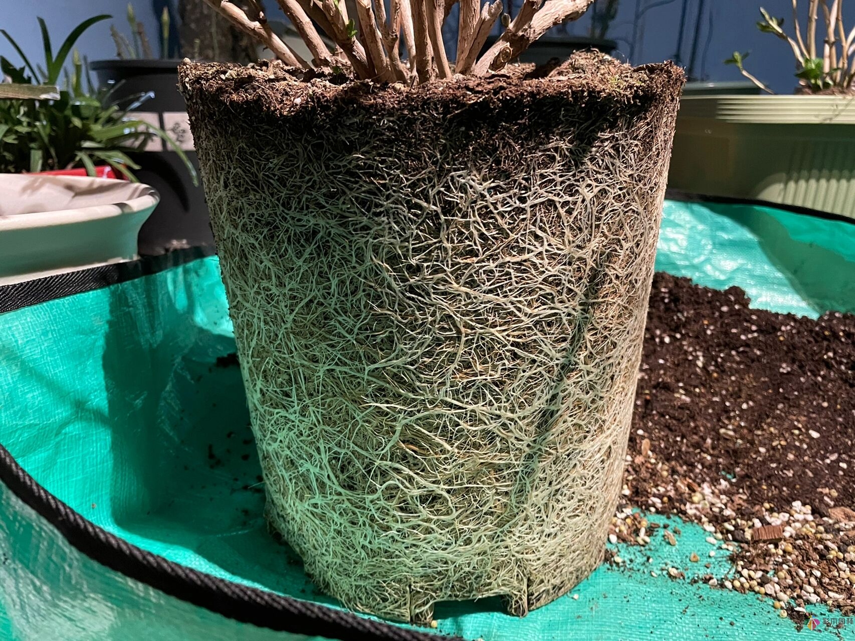 30㎡復式露臺，種花種草打造“sky 花園”，折騰了一年多，