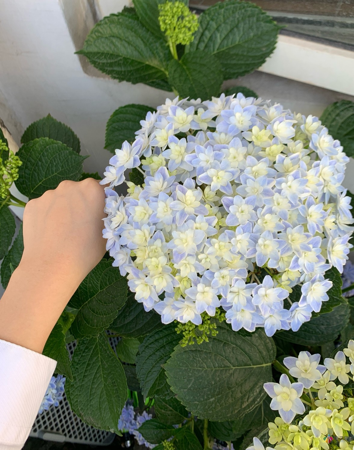 30㎡復式露臺，種花種草打造“sky 花園”，折騰了一年多，