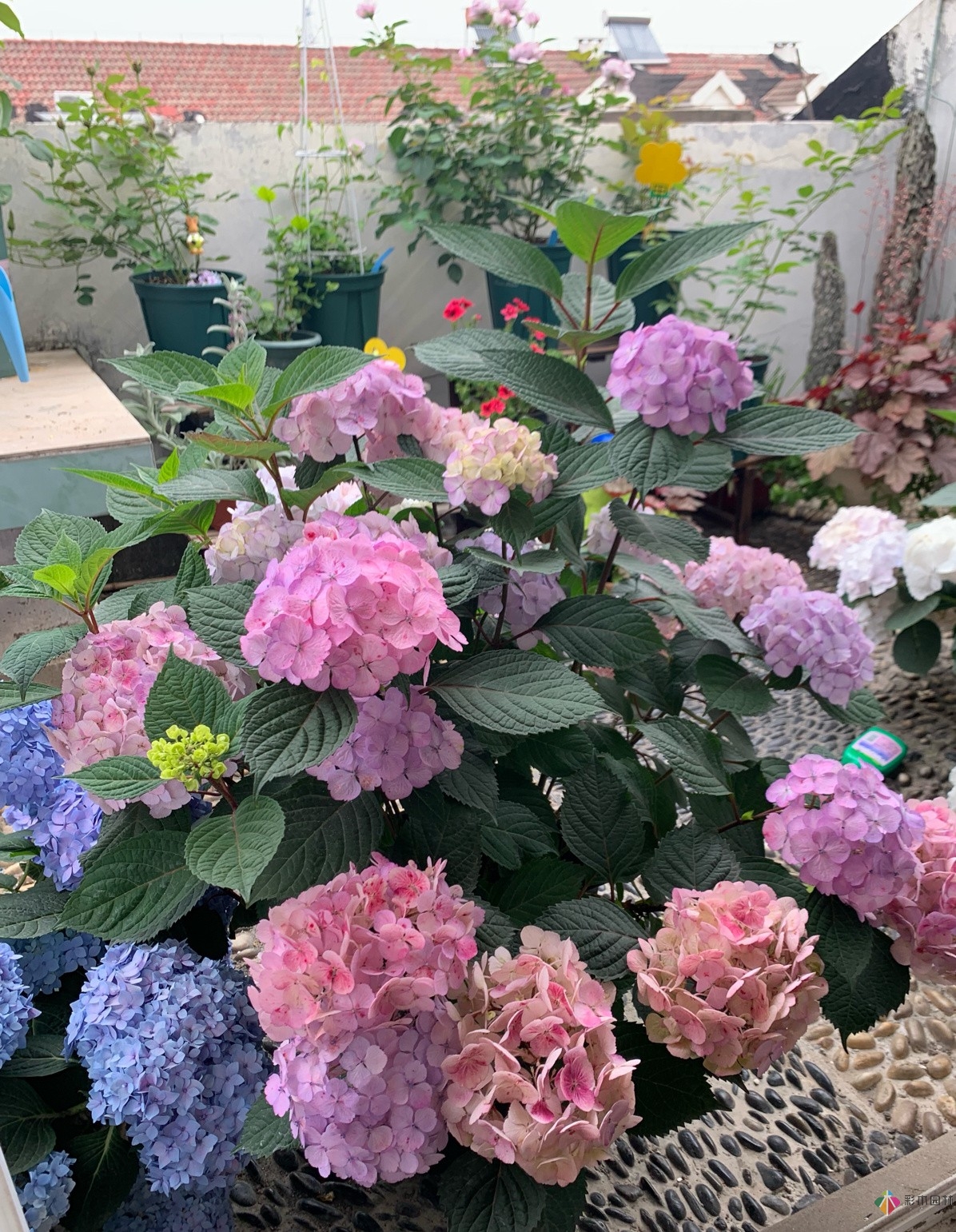 30㎡復式露臺，種花種草打造“sky 花園”，折騰了一年多，