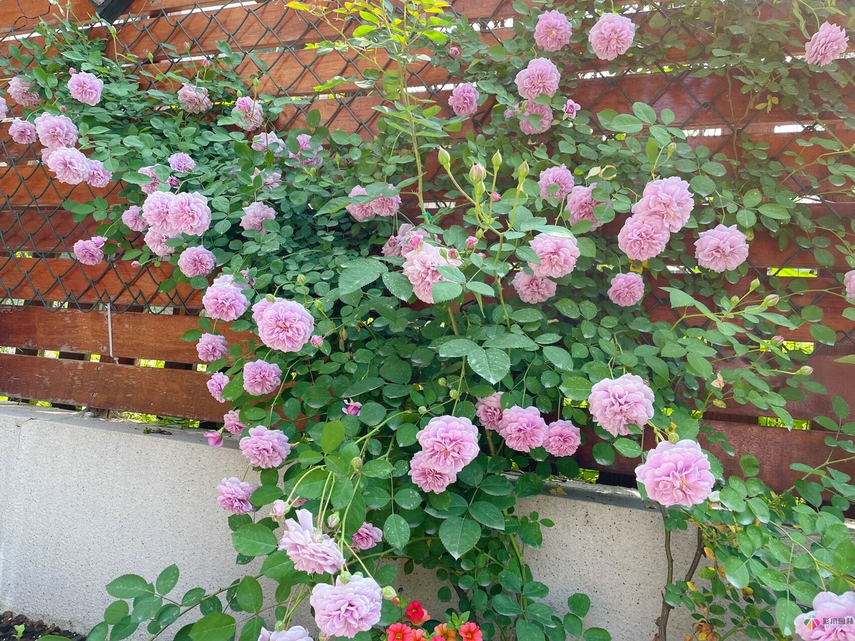 31歲的時候,用花園買了房子。折騰了300多天,滿園花開。