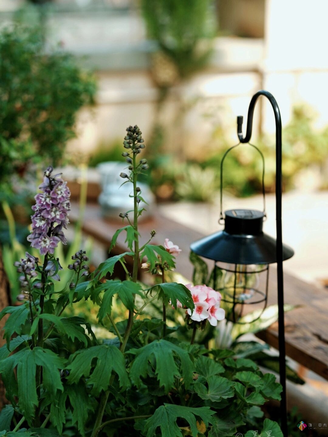 DIY園藝:自建設(shè)計(jì)100㎡花園。花不了多少錢，卻很有成就感。