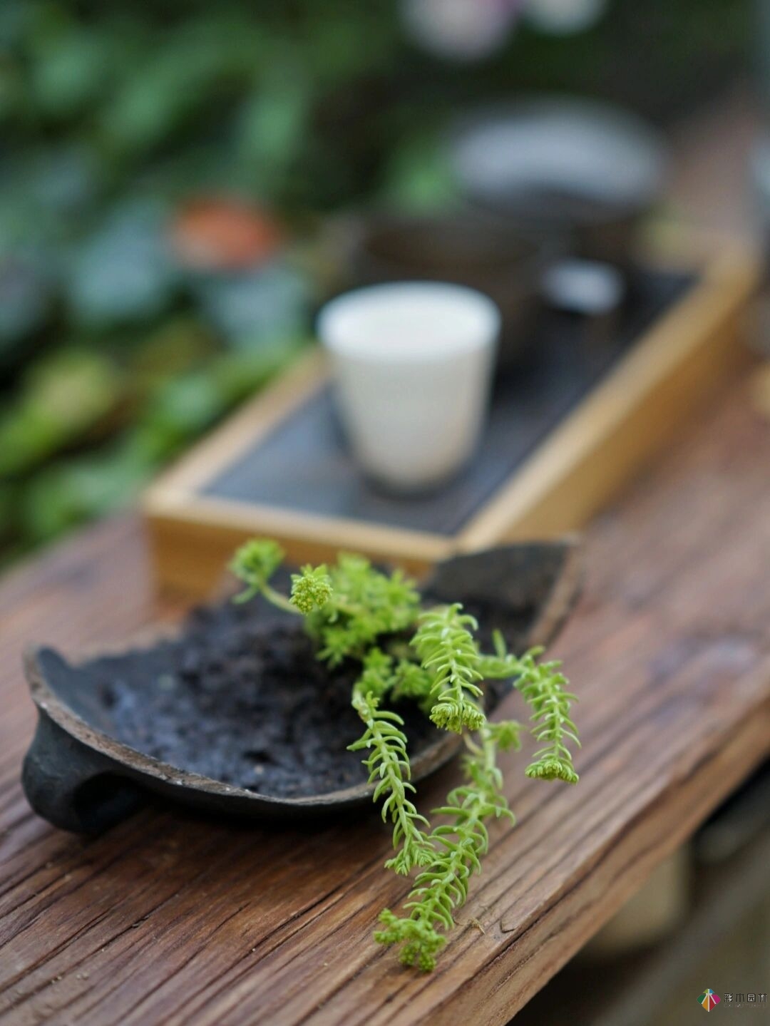 DIY園藝:自建設(shè)計(jì)100㎡花園。花不了多少錢，卻很有成就感。