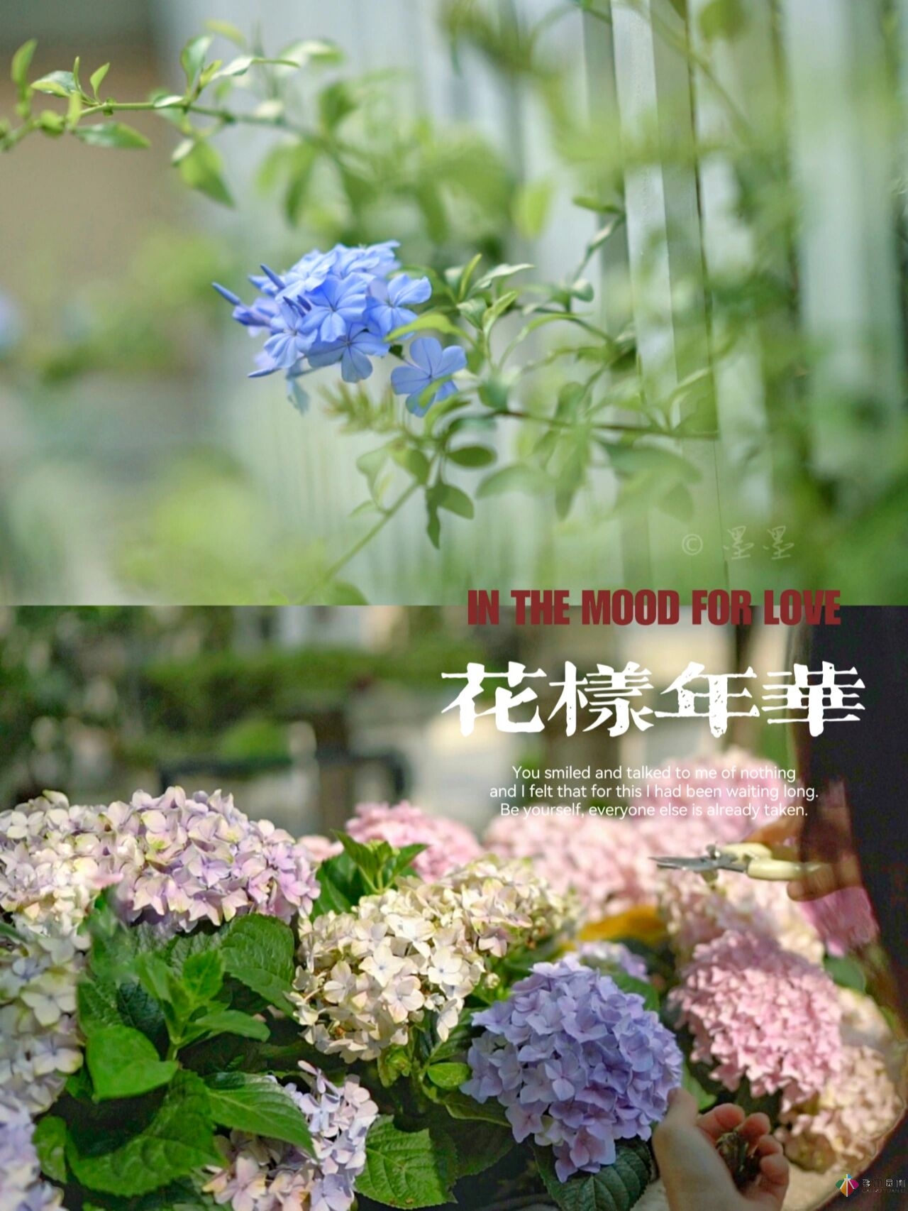 DIY園藝:自建設(shè)計(jì)100㎡花園。花不了多少錢，卻很有成就感。