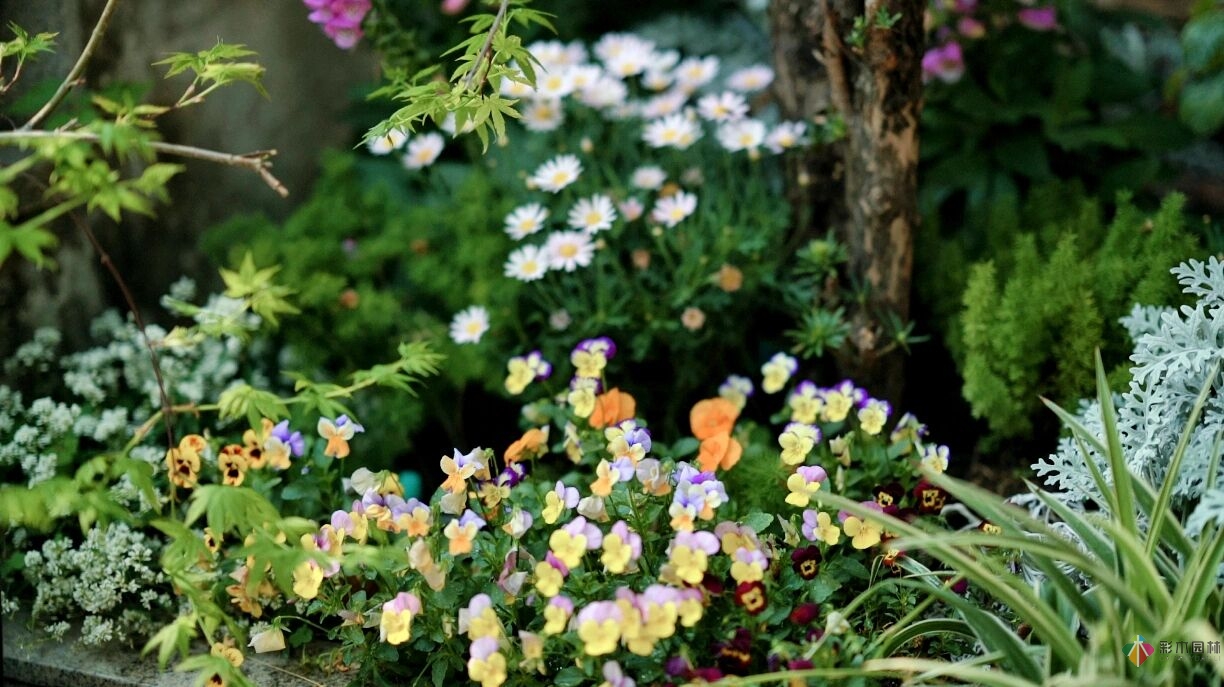 DIY園藝:自建設(shè)計(jì)100㎡花園。花不了多少錢，卻很有成就感。