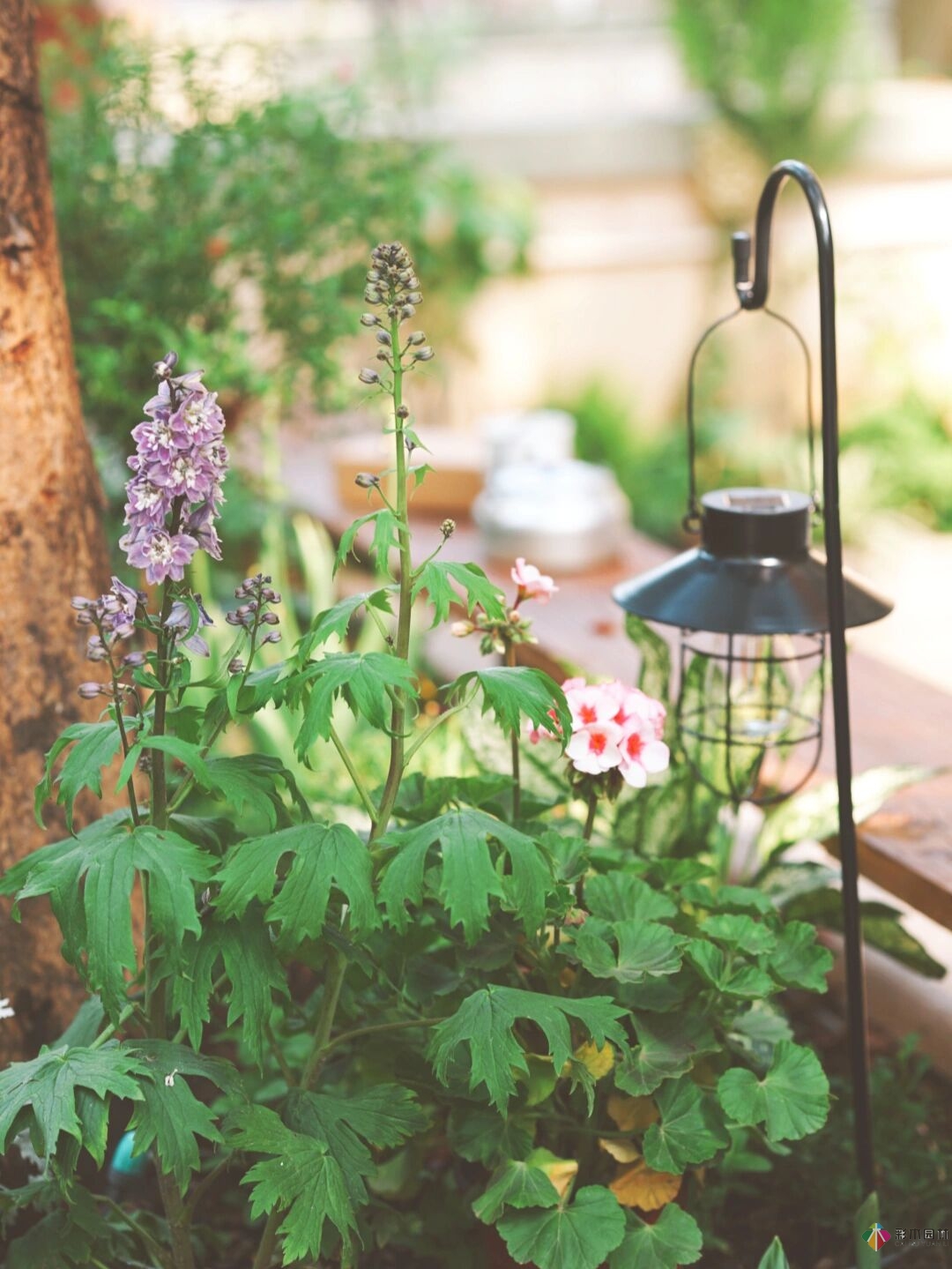 DIY園藝:自建設(shè)計(jì)100㎡花園。花不了多少錢，卻很有成就感。