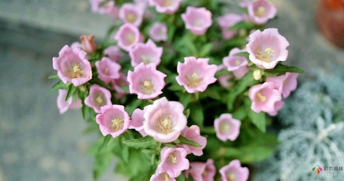 DIY園藝:自建設(shè)計(jì)100㎡花園。花不了多少錢，卻很有成就感。