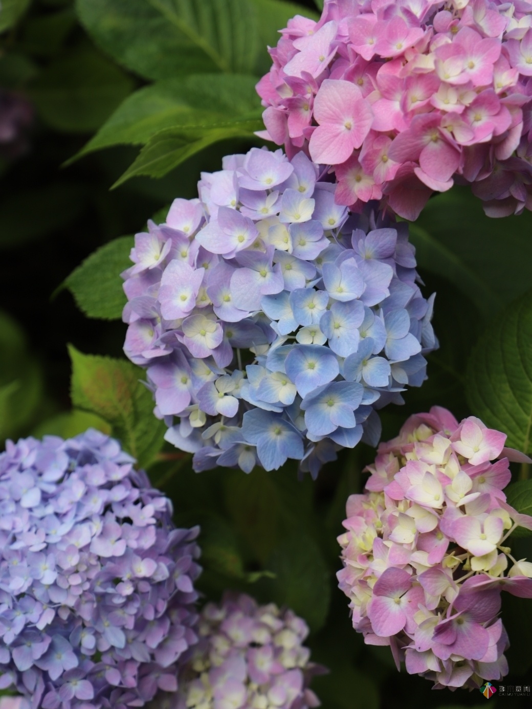 DIY園藝:自建設(shè)計(jì)100㎡花園。花不了多少錢，卻很有成就感。