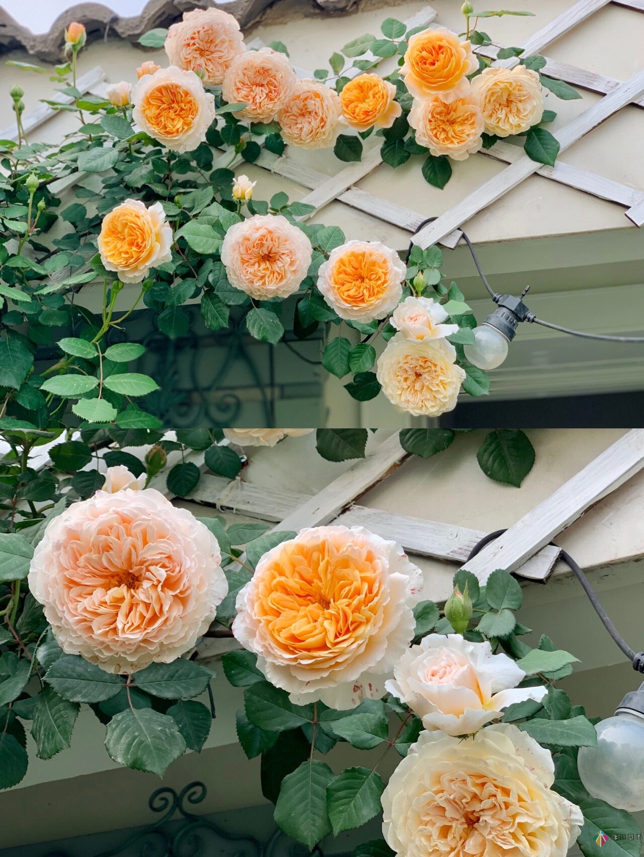 DIY園藝:自建設(shè)計(jì)100㎡花園。花不了多少錢，卻很有成就感。