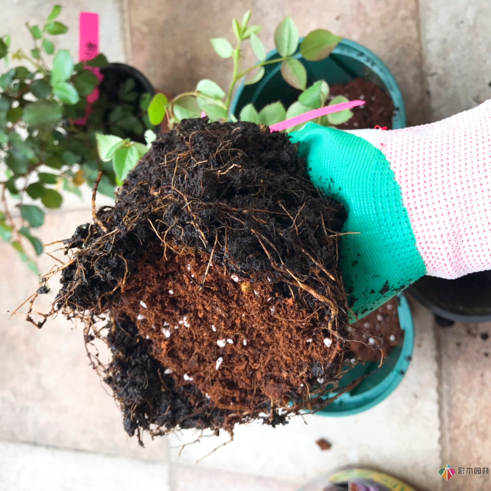 DIY園藝:自建設(shè)計(jì)100㎡花園。花不了多少錢，卻很有成就感。