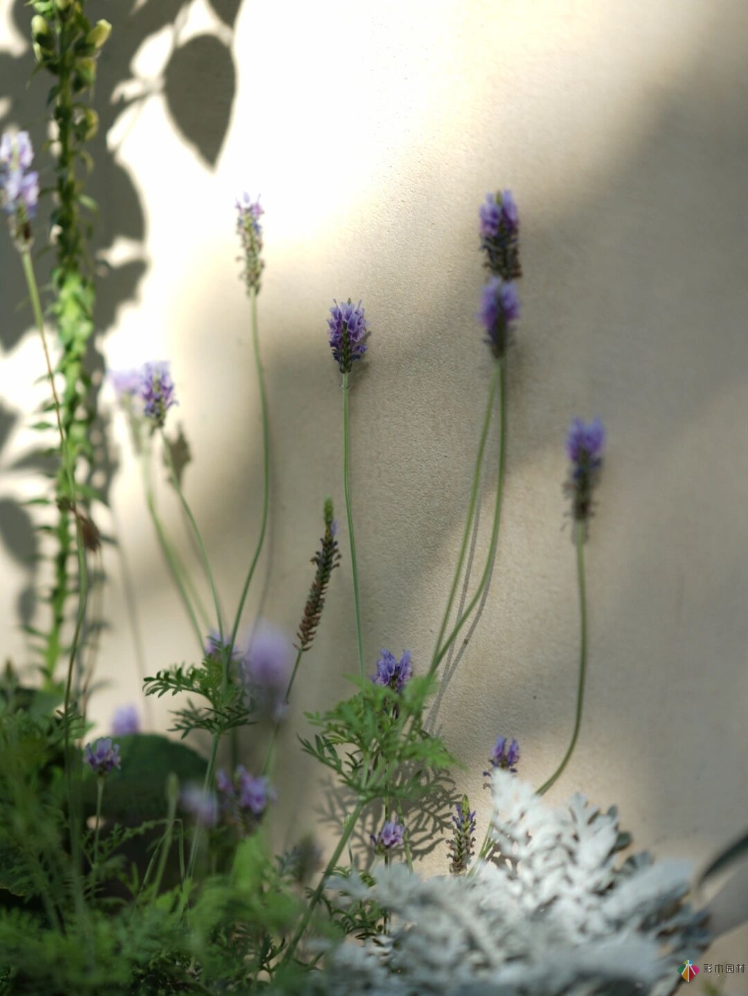 DIY園藝:自建設(shè)計(jì)100㎡花園。花不了多少錢，卻很有成就感。