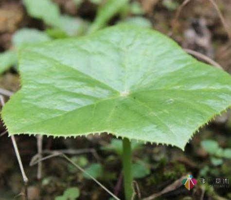 別墅花園設計里六角蓮怎樣養